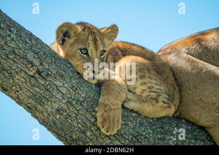 Lion cub lies curled up on branch Stock Photo