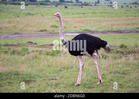 One male Ostrich bird runs through the grass landscape from the savannah in Kenya Stock Photo