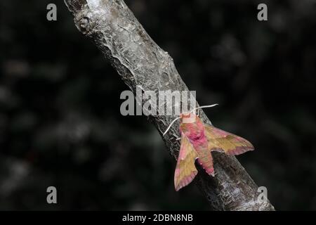 An ant approaches the face of a small elephant hawk moth as it perches on grey and brown branch. The moths incredible colors are a stark contrast to t Stock Photo