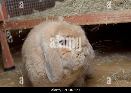 Light brown netherlands dwarf lop rabbit turns head to loop at camera after hopping down from a red wooden hutch full of hay. Flash shows whiskers Stock Photo Alamy