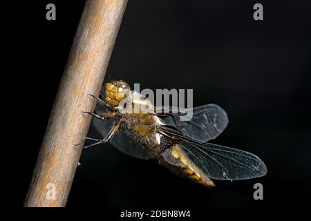 Furry hairs on this female broad bodied chaser dragonfly stand out against the dark background. Face and large compound eye clearly visible. Stock Photo