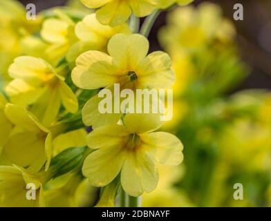 sunny illuminated yellow cowslip flowers closeup Stock Photo