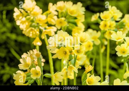 sunny illuminated yellow cowslip flowers closeup Stock Photo