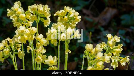 sunny illuminated yellow cowslip flowers in dark back Stock Photo