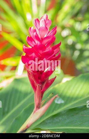 Red and pink ginger flowers growing on the plant in the garden. Stock Photo