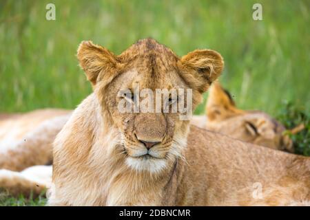 One young lion in close-up, the face of a nearly sleeping lion Stock Photo