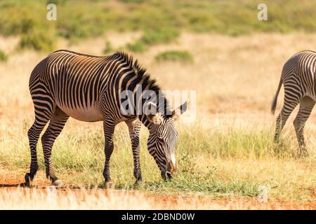 A Grevy zebras are grazing in the countryside of Samburu in Kenya Stock Photo