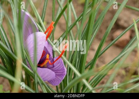 Crocus sativus just opened, with the characteristic red stigmas used in cooking recipes Stock Photo