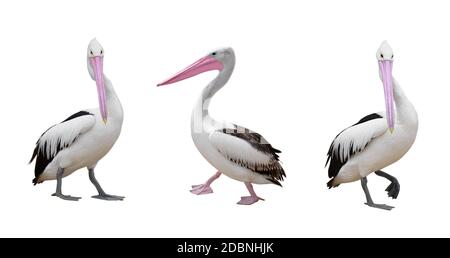 pelicans set  over white surface Stock Photo