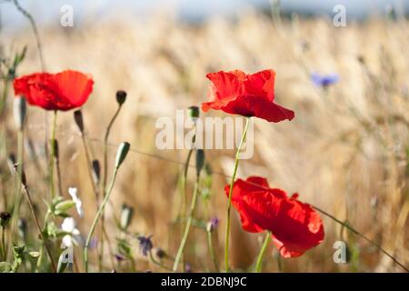 Wheat field with Poppy Stock Photo