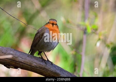 European robin (Erithacus rubecula) on a tree in spring Stock Photo