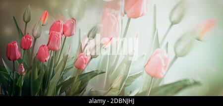 Delicate pink flowers and Tulip buds on a light background in pastel colors . Banner, spring flowers. Double exposure