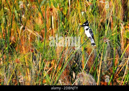 Gray fisherman on the banks of the Kwando River in Namibia Stock Photo