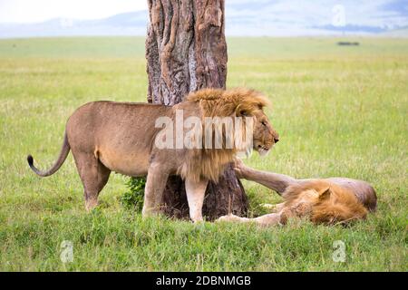 Some big lions show their emotions to each other in the savanna of Kenya Stock Photo