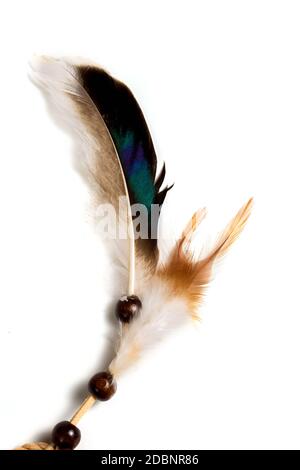 Colored bird Feather isolated on a white background Stock Photo