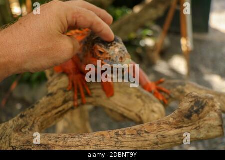 Man hand touching beautiful Red iguana on branch. Animal closeup of Orange colored Iguana sits on tree. A subspecies of the Red Morph. Shy animal red Stock Photo