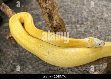 Adult individual snake strangler on dry branch. Close up of a yellow snake boa wrapped around a tree branch and looking arround. Curious python albino Stock Photo