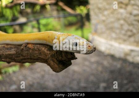 Adult individual snake strangler on dry branch. Close up of a yellow snake boa wrapped around a tree branch and looking arround. Curious python albino Stock Photo