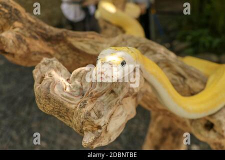 Adult individual snake strangler on dry branch. Close up of a yellow snake boa wrapped around a tree branch and looking arround. Curious python albino Stock Photo