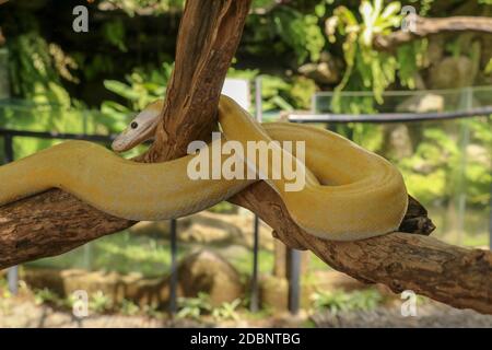 Adult individual snake strangler on dry branch. Close up of a yellow snake boa wrapped around a tree branch and looking arround. Curious python albino Stock Photo