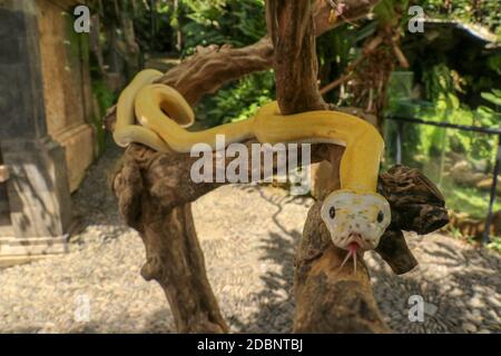 Adult individual snake strangler on dry branch. Close up of a yellow snake boa wrapped around a tree branch and looking arround. Curious python albino Stock Photo
