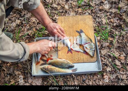 Old man cutting crucian fish on wooden board on nature Stock Photo