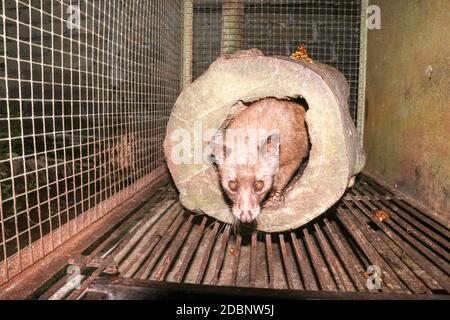 Palm Civet walks the cage. Asian Palm Civet - The animal used for the production of expensive coffee Kopi Luwak. Asian palm civet housed in a cage for Stock Photo
