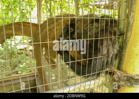 Cute Asian palm civet lying in cage. Civet cat portrait closeup Paradoxurus hermaphroditus produces Kopi luwak. Arctogalidia trivirgata is a viverrid Stock Photo