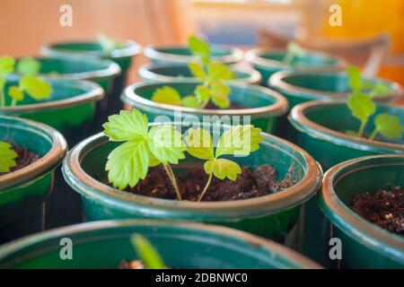 Green sprouts of young strawberry in dirty pots Stock Photo
