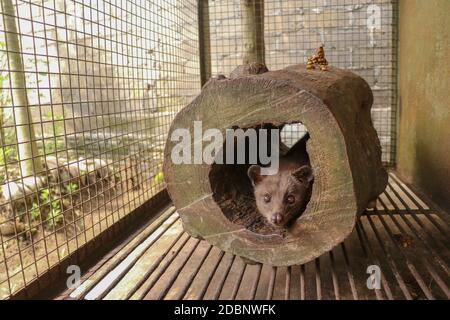 Cute Asian palm civet lezí v díre v kmeni stromu. Civet cat portrait closeup Paradoxurus hermaphroditus produces Kopi luwak. Arctogalidia trivirgata i Stock Photo