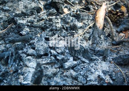 A bunch of ashes after the fire. Charcoal in the forest Stock Photo