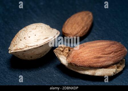 Close-up of three isolated almonds : one in its shell, one with open shell, one without shell. nuts are on a slate table with dark background. Minimal Stock Photo