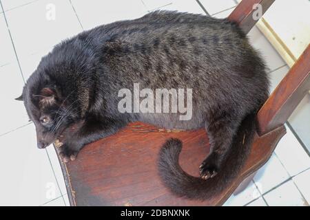 Black male Asian Palm Civet lying and resting on a wooden chair in a coffee shop in Bali, Indonesia. This Coffee is the most expensive coffee of the w Stock Photo