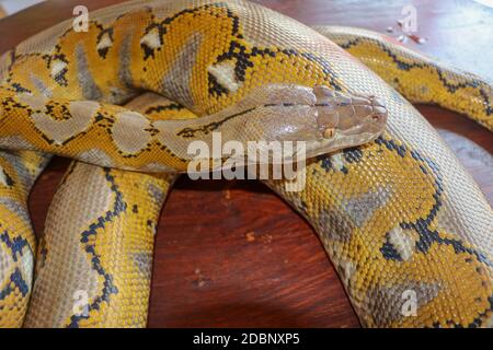 Albino reticulated python. Python snake yellow lying on the wooden table. Close up of Big Python regius or Royal Python is a large non poisonous snake Stock Photo