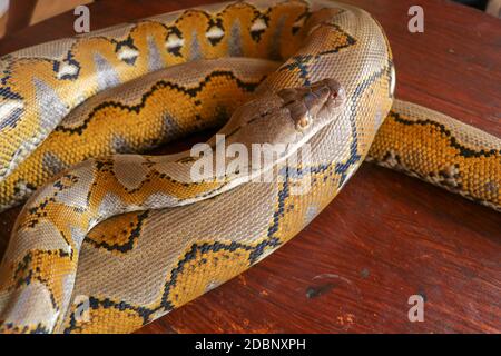 Gold Yellow Python, Albino snake with beautiful yellow texture. Pattern Boa Snake skin abstract texture. Close up of snake skin texture use for backgr Stock Photo