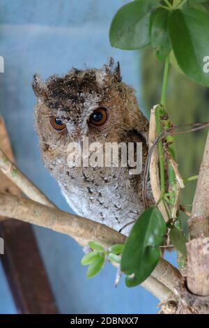 Cartoon owl sitting on a branch with text balloon Stock Photo Alamy