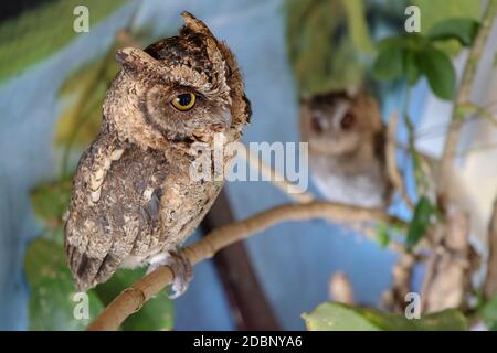 Portrait of a two cute young eagle owls. Two Owls are sitting on a branch in the tree. Surprised Long Ears owl, chicks resting on a twig in spring nat