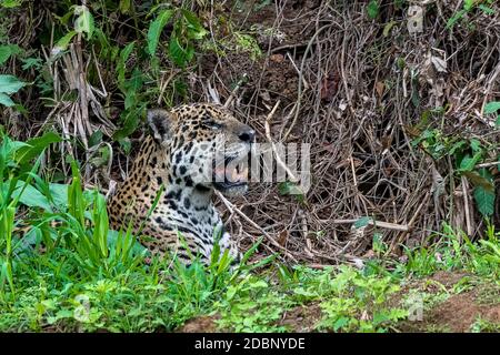 Jaguar (Panthera Onca), liegt versteckt, Matto Grosso do Sul, Pantanal, Brasilien Stock Photo
