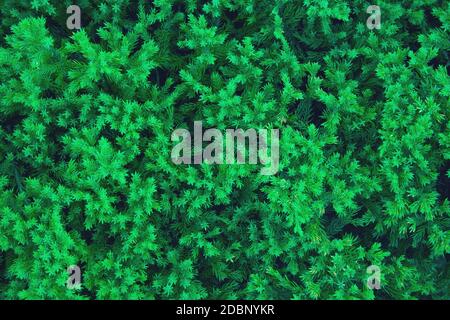 Green wall of juniper close up. Place for text on green juniper Stock Photo