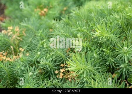 A green decorative grass called euphorbia cyparissias background Stock Photo