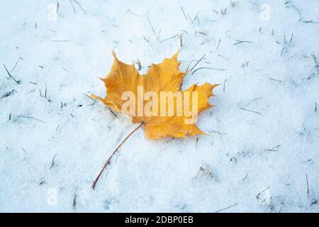 Maple leaf lies on first winter snow. Season change concept. Winter is here Stock Photo