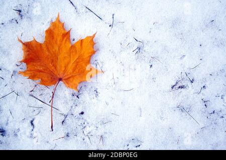 Maple leaf lies on first winter snow. Season change concept. Winter is here Stock Photo