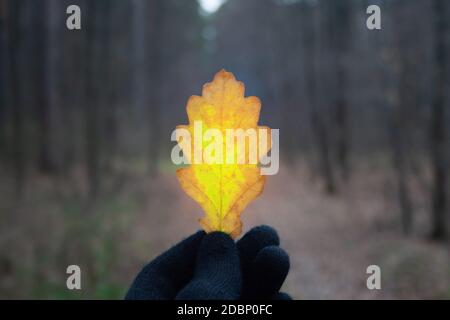 Oak leaf in man's hand in gloomily forest at november Stock Photo