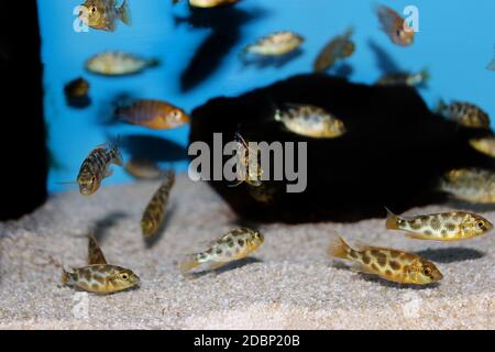 Giraffe hap Haplochromine Malawi cichlid fish - Nimbochromis venustus Stock Photo