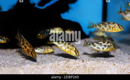 Giraffe hap Haplochromine Malawi cichlid fish - Nimbochromis venustus Stock Photo