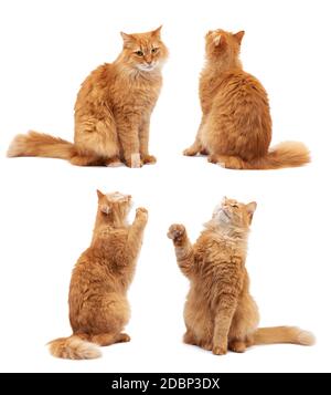 Cute adult fluffy red cat sitting and raised its front paws up, imitation of holding any object, the animal sits with its back, white background Stock Photo