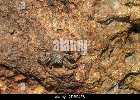 Beautiful colorful Sally Fish red Crab. Natural wildlife shot in San Cristobal, Galapagos. Crabs resting on rocks with dark background. Wild animal in Stock Photo
