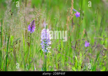 Dactylorhiza maculata, known as the heath spotted-orchidd or moorland spotted orchid Stock Photo