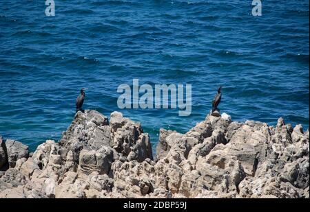 two black cormorants on the rocks along the Sardinian sea, Selective focus Stock Photo