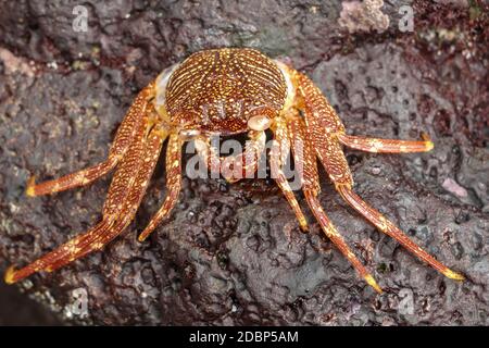 Beautiful colorful Sally Fish red Crab. Natural wildlife shot in San Cristobal, Galapagos. Crabs resting on rocks with dark background. Wild animal in Stock Photo